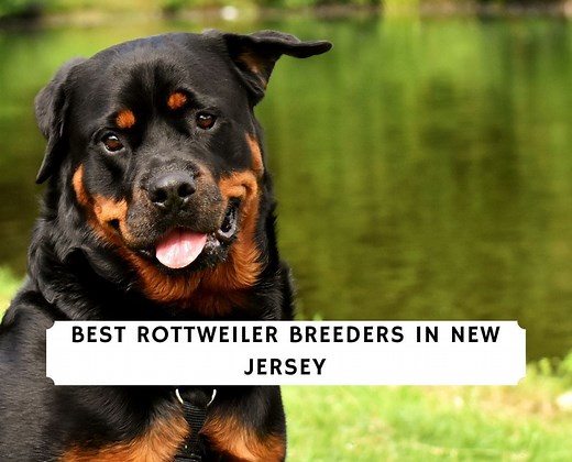 9 Best Rottweiler Breeders in New Jersey! - We Love Doodles