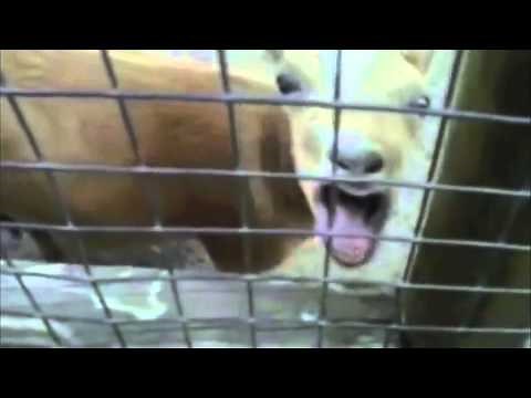 Howard Dean and the Screaming Goats Remix