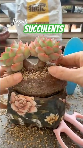 Beginner's Succulent Care: Easy Tips for a Beautiful Plant Garden | 다육이 | 多肉植物