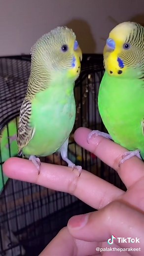 How to Identify the Age of Your Parakeet
