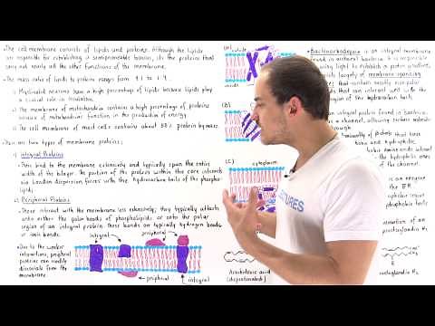 Integral and Peripheral Membrane Proteins
