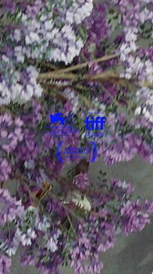 Queer (18) | Out Today Luca Guadagnino (Challengers) returns with a haunting love story, inspired by Williams S. Burroughs' autobiographical novel, and led by an exceptional, intimate performance from Daniel Craig. ️ https://bit.ly/3ZJlciZ | Showroom Cinema | Facebook