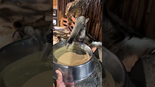 Anteater enjoys a tasty evening meal