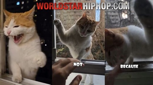 This Cat Pulls Up Everyday Just To Smack Man Through Window Like It's A Job!