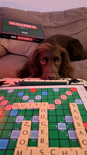 Herbie | Happy Smart like a Spaniel Sunday 🤭 I know you were all wondering what Mum was up to with the scrabble board yesterday, well here you go.... | Instagram