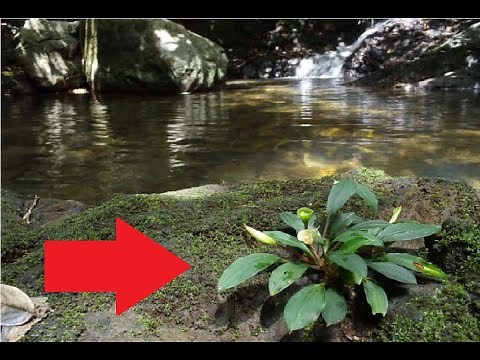 "Encontrar plantas en ríos" // Así crecen tus plantas al natural