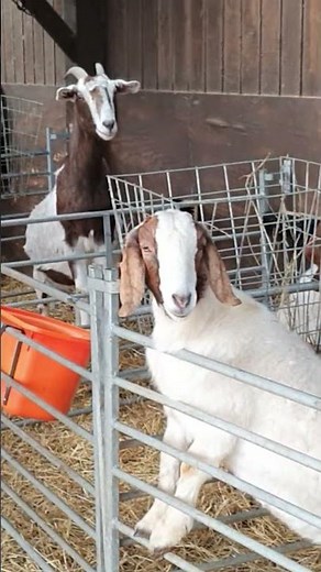 GOATS ARE PREGNANT ( DUE ANY TIME NOW )