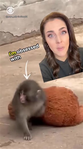 Punch the monkey went viral recently after an interaction with other monkeys at the Ichikawa City Zoo left him seeking comfort in his stuffed orangutan. Brogan Stewart, a Concordia University doctoral candidate in environmental science who studies animal behavior, explains why Punch may have been abandoned by his mother, and how he could be navigating the social hierarchy in his enclosure. CBS News’ @lindseyreiser has more. | CBS News