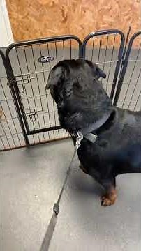 Barney Bath Time 🛁 | Cute & Fun Moment!