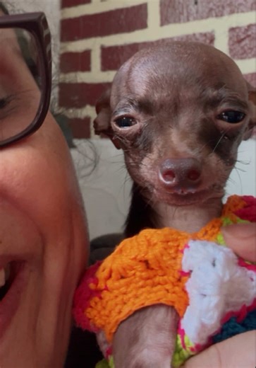 Meu cachorro rindo é hilário!