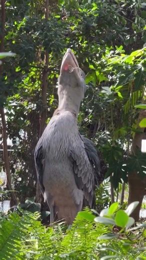Are you sure these Birds still exist?
