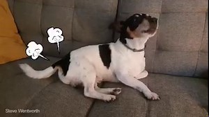 22K views · 584 reactions | A behind the scenes look with Archie helping me 'concentrate' while I'm working... He certainly hits a very high note towards the end! | Steve Wentworth | Facebook