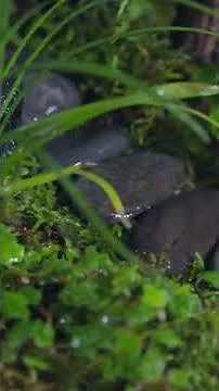 Now on Kickstarter: Your Personal Automated Desktop Oasis'