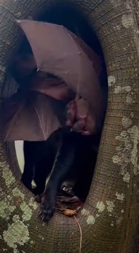 Bat mother blocks hollow tree entrance from civet