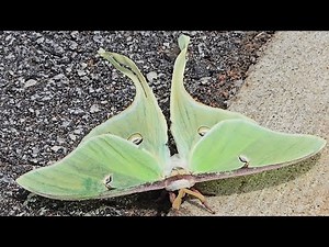 The Beautiful Lime Green Luna Moth (Actias Luna)!