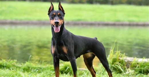 The top picks for the best breeds of guard dogs