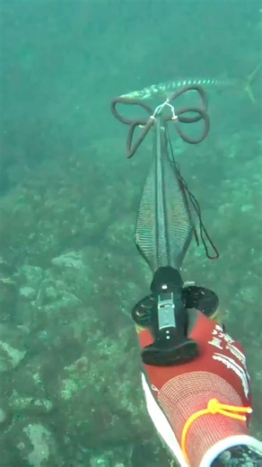 🔥Slow motion -8x 🦈 spearfishing 🇮🇨 #vlog #reels #pescasub #gopro #ytshorts #ytstudio #shorts #short