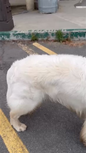 Mr Suzuki’s Pet Care on Instagram: "🐶🐱🐶🐱🐶 Winter usually means fewer baths.🛀🏻 But rainy winters can change that.☔️ After the rain, watch your dog closely -licking 🐾 or scratching more than usual can be signs they need a little extra care. When you're short on time, a full bath isn't always necessary. Mr. Suzuki's Dry Shampoo makes in-between care easy and gentle. #mrsuzukispetcare #foamfreeshampoo #holisticpetcare #sustainability #microbiome"