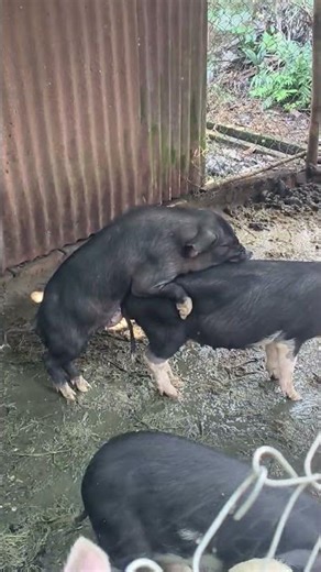 pig meeting