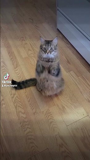 Happy New Year from PetHelpful!