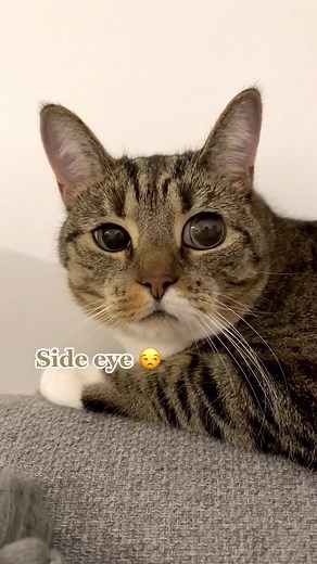 Showcase Your Cat's Meanest Looks