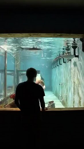 Mermaid Swimming in Aquarium: A Unique Interaction