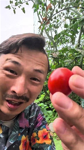 My first tomatoes grown hydroponically