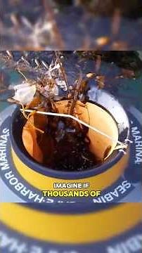 The Sea Bin: The Brilliant Invention Fighting Ocean Pollution
