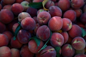 En complément de l'abricot, la culture de la pêche séduit une dizaine de producteurs en Valais | RTS