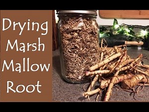 Dehydrating Marshmallow Root