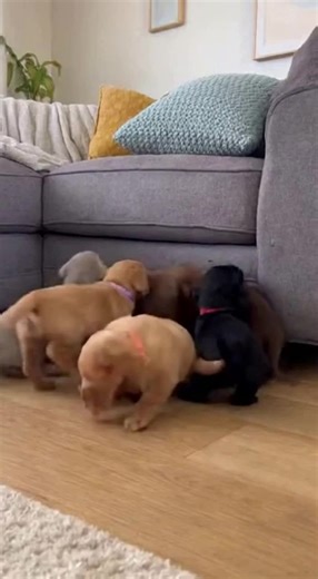 These 6 colourful Labrador puppies just discovered the couch… and they’re absolutely loving it! 😍🐾 Too cute to handle — tiny jumps, wagging tails, and pure happiness! 💛 … #6colourfulpuppies #labradorpuppy #puppiesoftiktok #dogsoftiktok #puppylove
