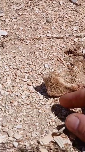 Shellhounding The Dirt Road