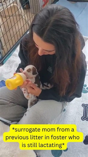 7 Bottle Babies Found! #fosteringsaveslives #fosterpuppies #bottlebabies #puppies #nwindiana