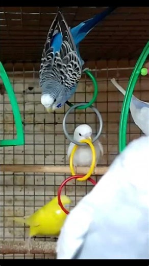 Funny Parakeet Moments
