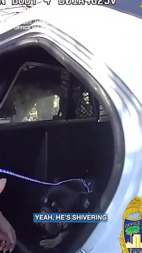 FRENCHIE RESCUE: The Jacksonville Sheriff's Office said it called fisherman into action after officers were alerted to a French bulldog in distress in a creek. https://www.wfla.com/top-videos/video-florida-officers-and-fishermen-rescue-pup-stranded-in-creek/ | WFLA News Channel 8