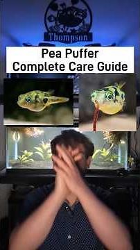 Pea puffer Care Guide #thompsonaquatics #peapuffer #aquariumfish #aquarium