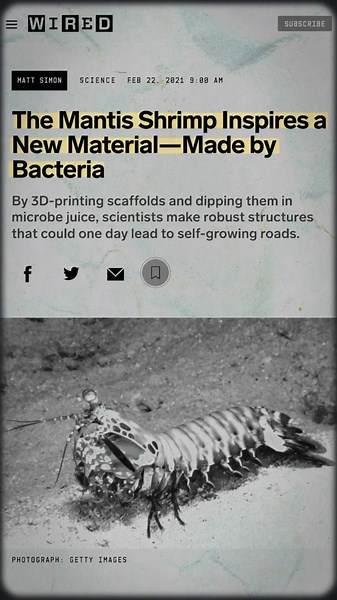 WHY Biomimicry Matters