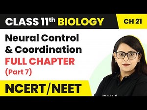 Neural Control & Coordination- Full Chapter Explanation (Part 7)| Class 11 Biology Chapter 21 | NEET