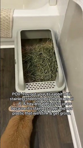 Game-Changer for Big Bunnies: XL Rabbit Litter Box! 🐇🚀