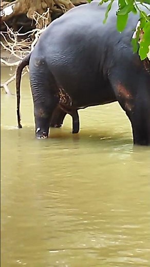 Elephant pooping / हाथी पूप / ゾウの糞 / Fil axlati / #poop #pooping #elephant #shorts