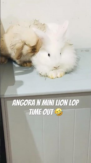 Angora n mini lion lop time out #cute #bunny #minilionlop #angorarabbit #bunny #rabbit#youtubeshorts