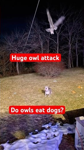 A huge owl chases my Frenchie. Do owls eat dogs? #dogshorts #frenchbulldog #owl