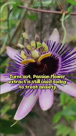 Passion Flower: The Most Relaxing Plant You Didn’t Know You Needed #shorts #viralshorts #passion