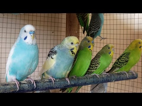 10 Hours of Happy Parakeet Sounds 🐦 | Relaxing Budgie Chirping for Joy & Calm