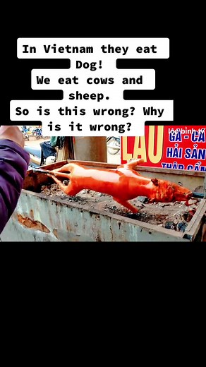 #bumblingbrendan #backpacker #dogeating #vietnam #foreignfood #travel