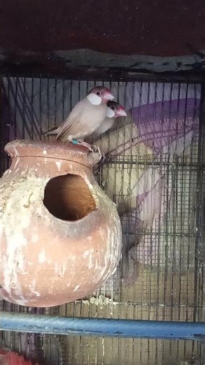 Fawn Java pair
