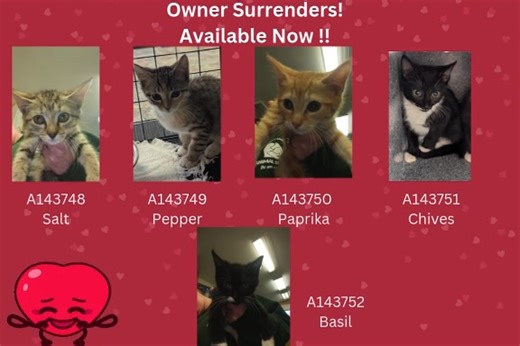 8.6K views · 74 reactions | Rowan County Animal Shelter on Reels | Facebook