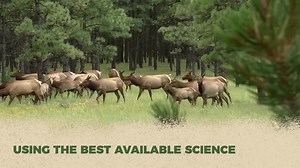 We conserve and protect Arizona wildlife using the most successful, science-based wildlife conservation model. | Arizona Game & Fish Department