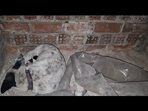 Abandoned mother dog gave birth to her babies in filthy basement .