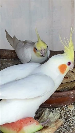 Adorable Lovebirds Enjoying a Healthy Snack: Cute Moments & Natural Chirps